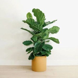 Hudson & Oak "Hunny Mustard" Cylinder Plant Pot